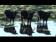 Cows Drinking 1 2813